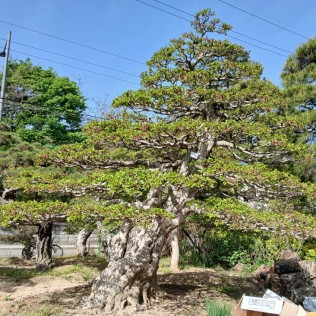 소사나무1