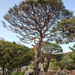 적송6