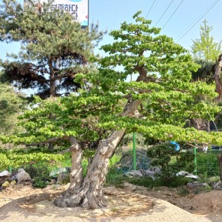 소사나무2