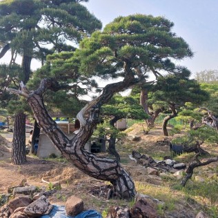 적송10