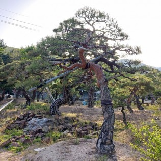 적송12