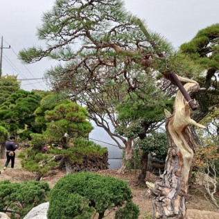 적송13