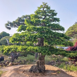 소사나무3