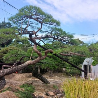 적송15