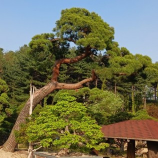 적송17