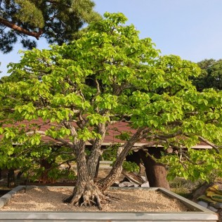 황피소사1