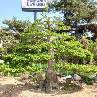 소사나무5