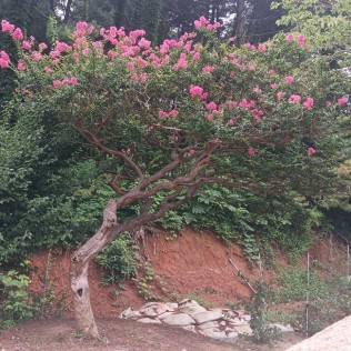 배롱나무(백일홍)1