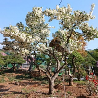 화해당1