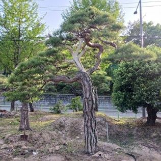 적송19