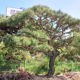 적송20