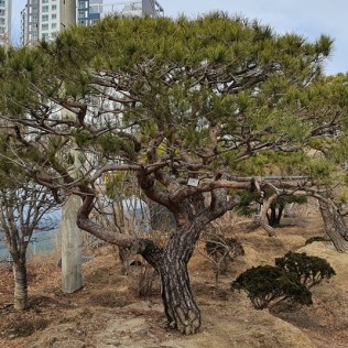 적송25