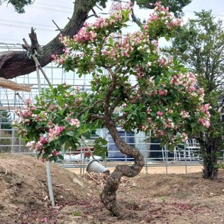 삼색병꽃1