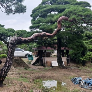 적송29