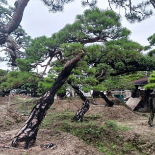 적송30