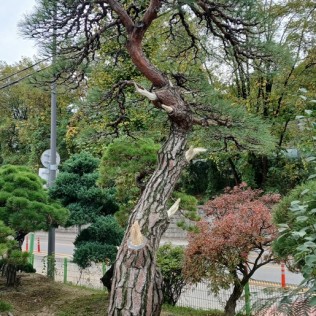 적송31