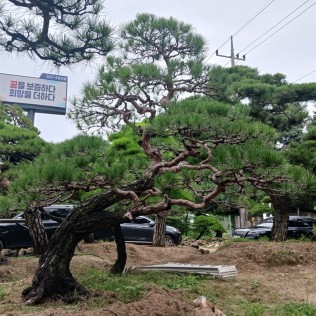 적송33