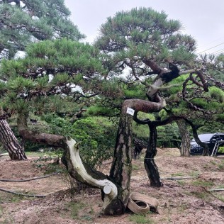 적송35