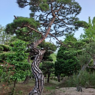 적송40