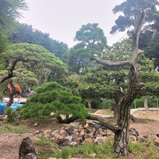 적송44