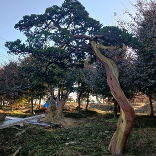 향나무17
