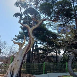 향나무18