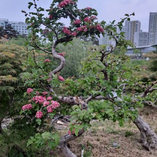 홍화산사1