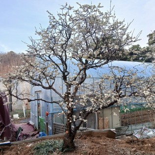 운용매화1