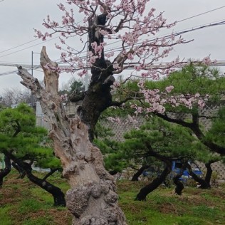 살구나무1