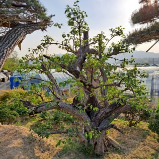 산수유1