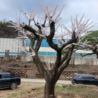 살구나무2