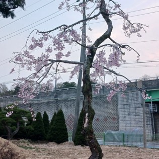 홍벚나무1
