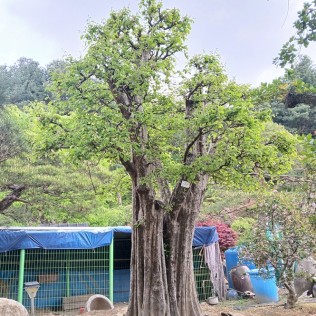 모과나무3