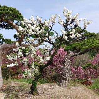 남경백도1