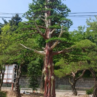주목2