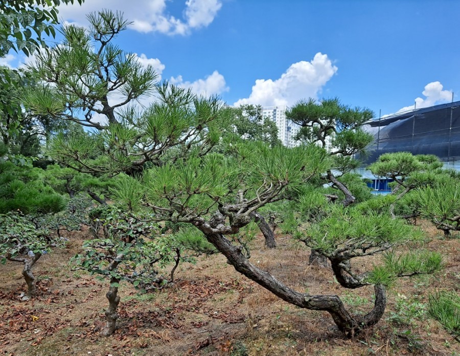 db03e74404cc26244f5eb10804b215bd_1782454648_2525.jpg