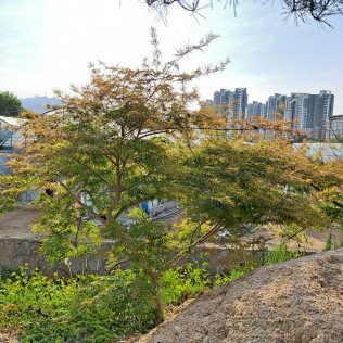 공작단풍1