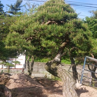 적송56