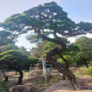 적송58