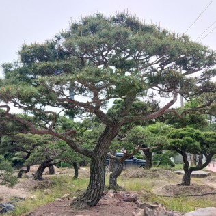적송60