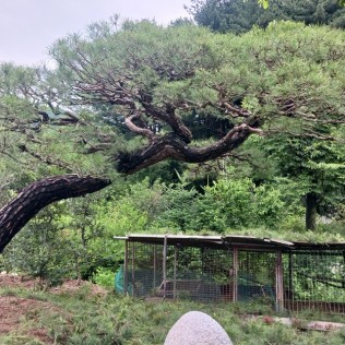 적송66