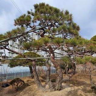적송72