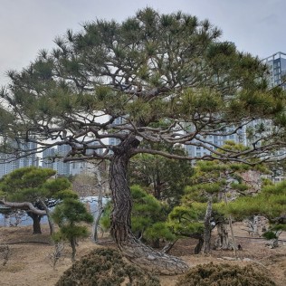 적송76