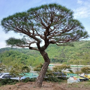 적송81