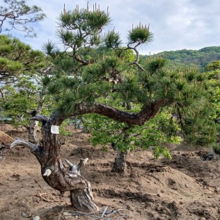 적송83
