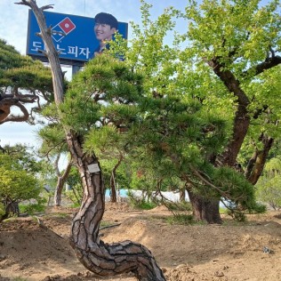 적송84