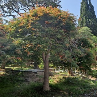 공작단풍2