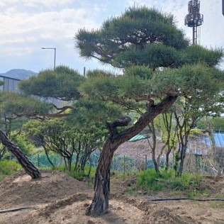 적송89