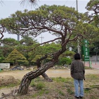 적송90