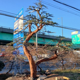 향나무22